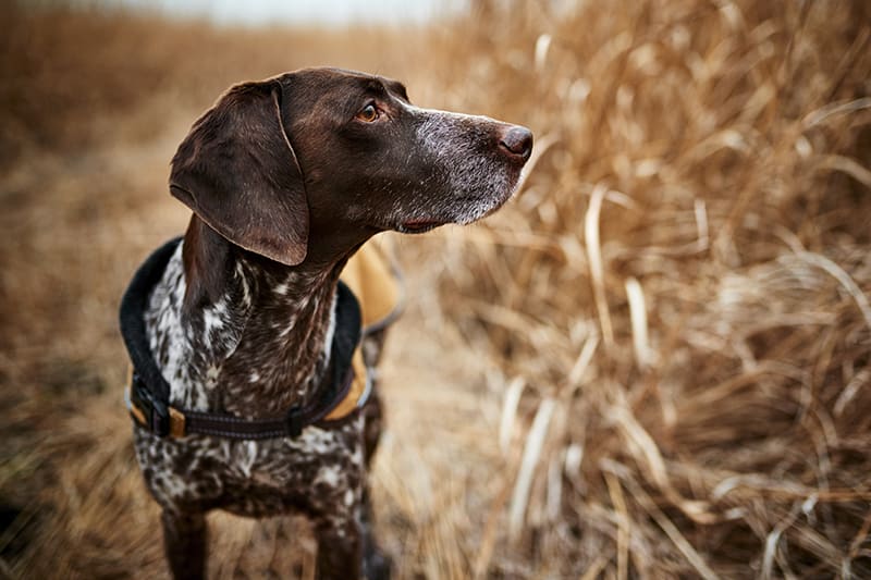Rocky Mountain Spotted Fever dogs - symptoms and treatments, Cordova Vet