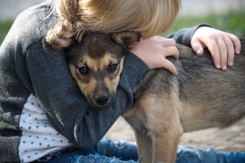 Best dog breeds for families, Cordova Animal Hospital
