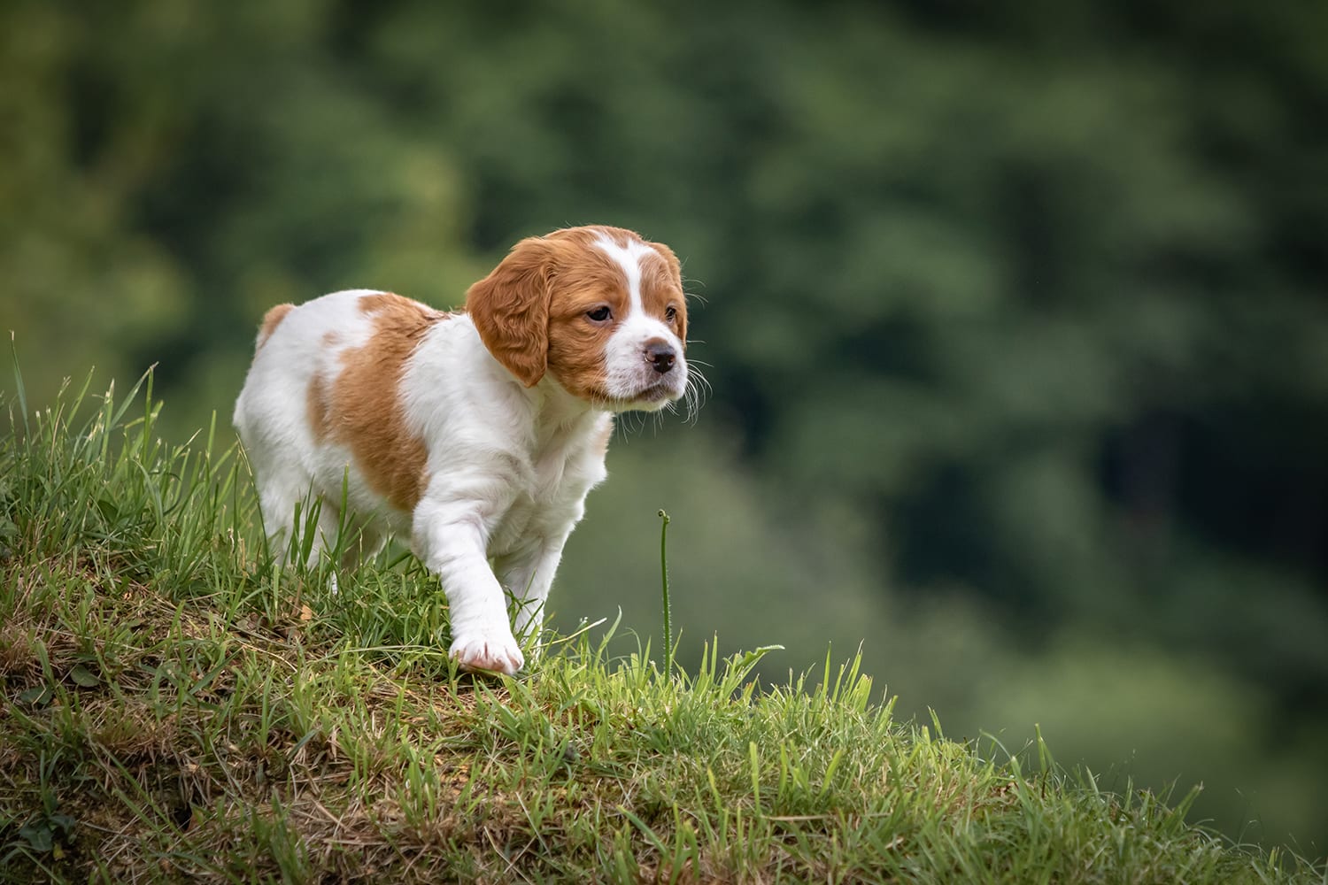 Beautiful Brittany Spaniel Puppy Out on Grassy Hill Alone
