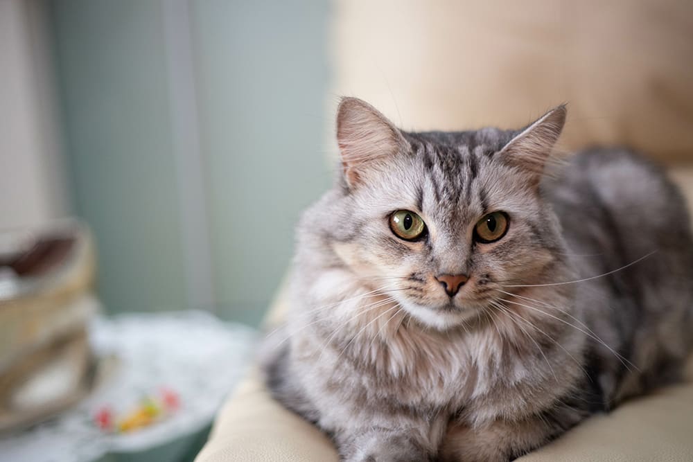 Wondering which probiotics are right for your cat? Image of a beautiful long haired tabby with light green background