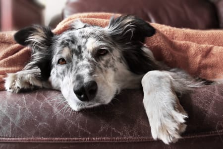 Poisoned Dog, Signs & Symptoms