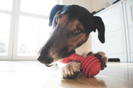 Destructive Chewing Prevention in Dogs