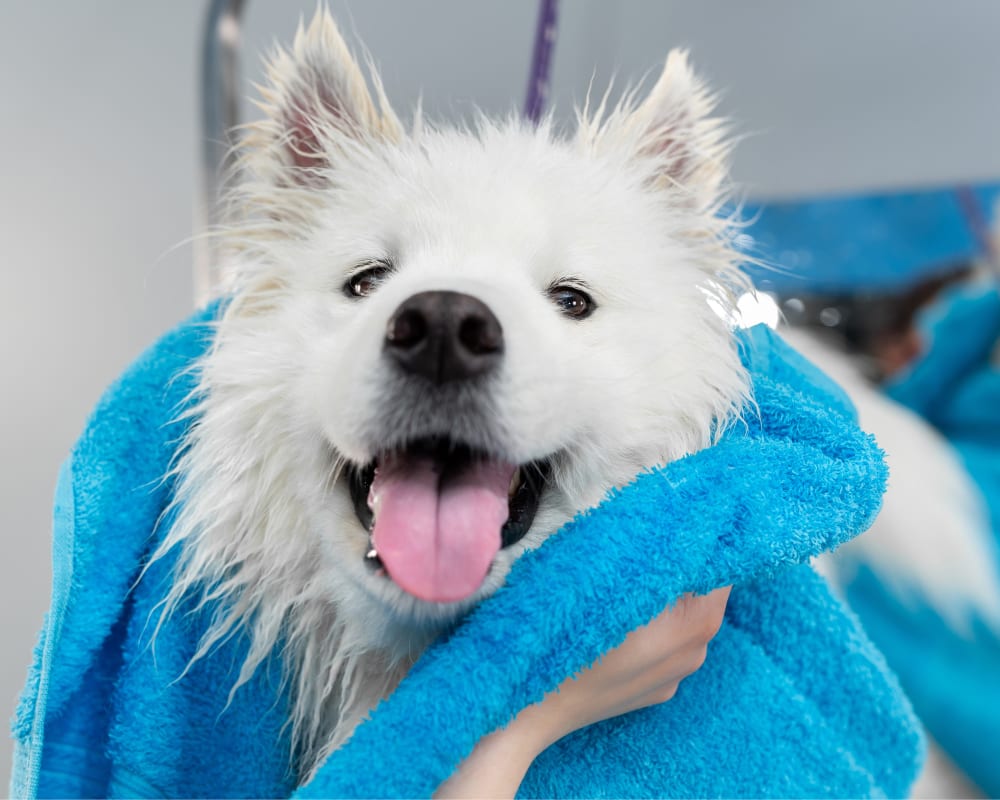 Happy, damp white dog wrapped up in a fluffy blue towel.