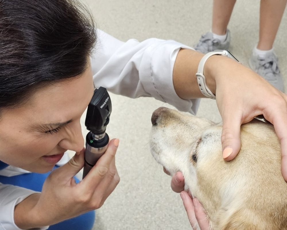 Ophthalmology & Ocular Procedures | Germantown Parkway Animal Hospital